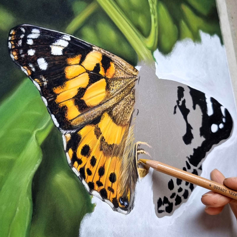 IsabelConradi-Painted_Lady-Pastel_on_paper